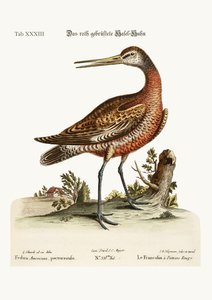 The Godwit ذات الصدر الأحمر ، 1749-1773